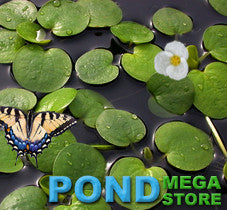 Frogbit <br> Available most of the year*