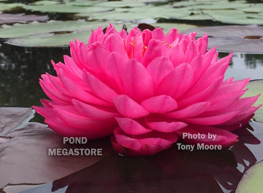 Fuchsia Pom Pom Waterlily <br> Large Hardy Water Lily <br> - pondmegastore