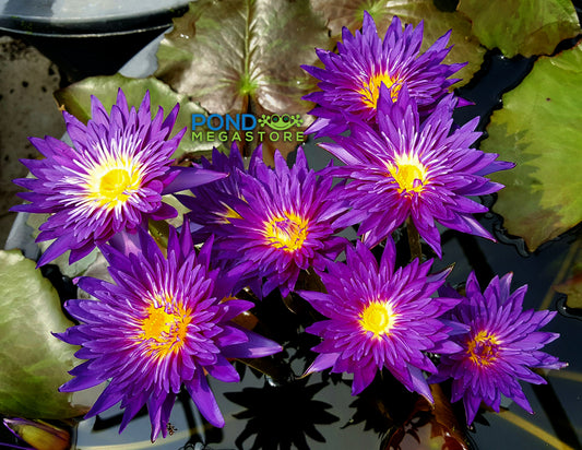 Galaxy Tropical Waterlily  <br>  Purple Day Bloomer!  <br>  Ships April-July! - pondmegastore