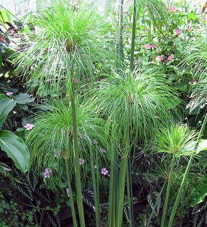 Giant Papyrus Pond Plants, cyperus pe...