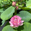 Glowing Queen Lotus  <br>A Top 25 Lotus!
