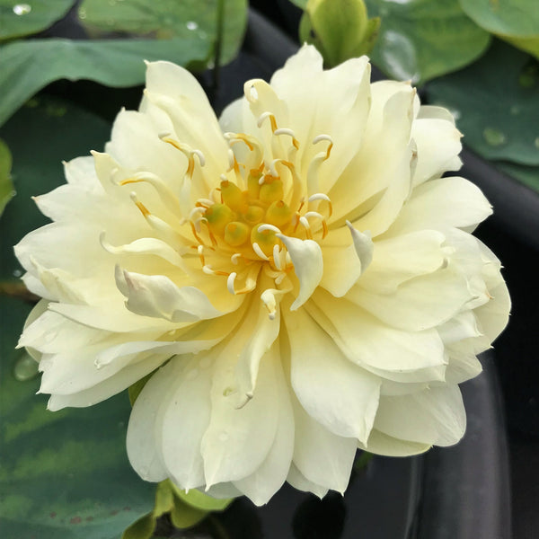 Gold & Resplendence Lotus <br> Elegant flowers and seed pods!