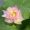 23 Golden Splash Hibiscus Lotus - Variegated Leaves!
