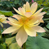 Golden Sunset Lotus