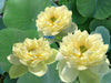 Golden Apple Lotus <br>  Scrumptious Yellow Blooms!