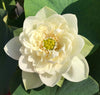 Golden Horse In Jade Palace Lotus <br> Excellent bloomer!