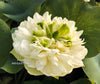 Golden Horse In Jade Palace Lotus <br> Excellent bloomer!