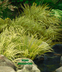 Dwarf Golden Japanese Sweet Flag or Dwarf Golden Japanese Sweetflag (Acorus Gramineus 'Ogon') - pondmegastore