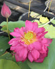Gorgeous Lotus <br>Tall / Easy to grow