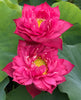 Gorgeous Lotus <br>Tall / Easy to grow