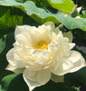 Cui Yun 13 B Lotus
