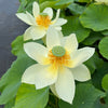 Green Star Lotus <br> Gorgeous!