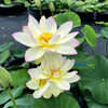 Green Maiden Lotus <br>Heavy Bloomer! Early Bloomer!