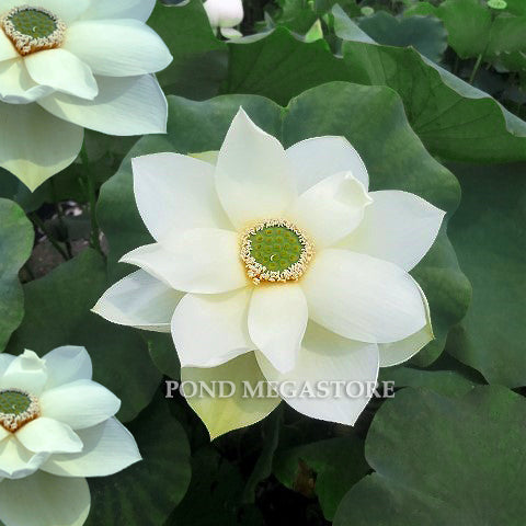 Green Star Lotus <br> Gorgeous!