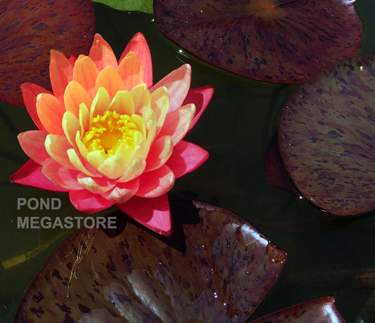 Gregg's Orange Beauty Waterlily  <br> Medium Hardy Water Lily <br> - pondmegastore