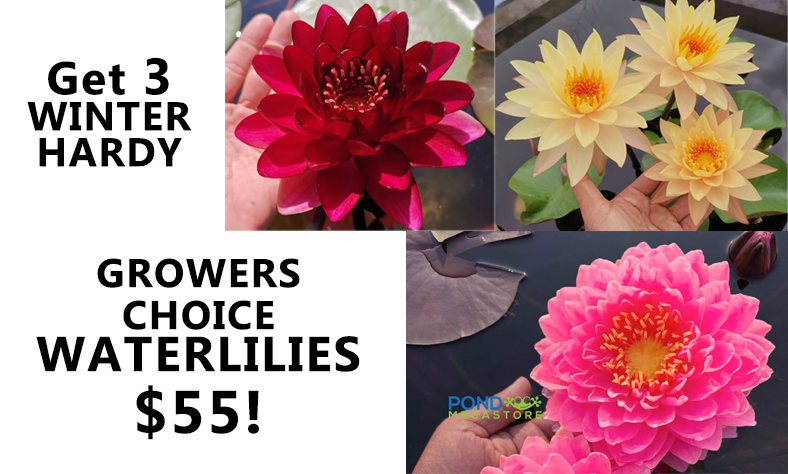 3 Growers Choice Hardy Water Lilies - Pond Megastore