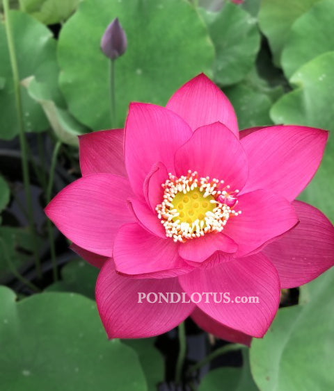 Heartthrob Lotus  <br>  Tall  /  Dazzling, rosy-red blooms!