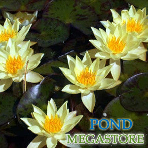 Helvola Waterlily  <br> Dwarf Hardy Water Lily <br> Customer Favorite - pondmegastore