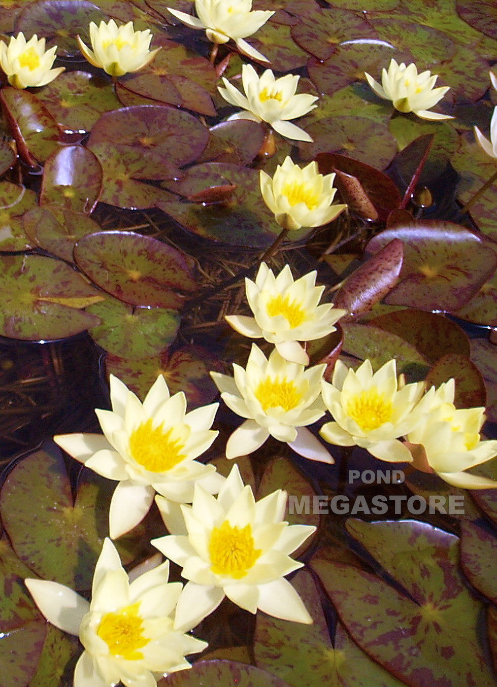Helvola Waterlily  <br> Dwarf Hardy Water Lily <br> Customer Favorite - pondmegastore