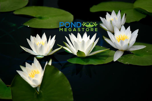 Hermine Waterlily <br> Small Hardy Water Lily <br> - pondmegastore
