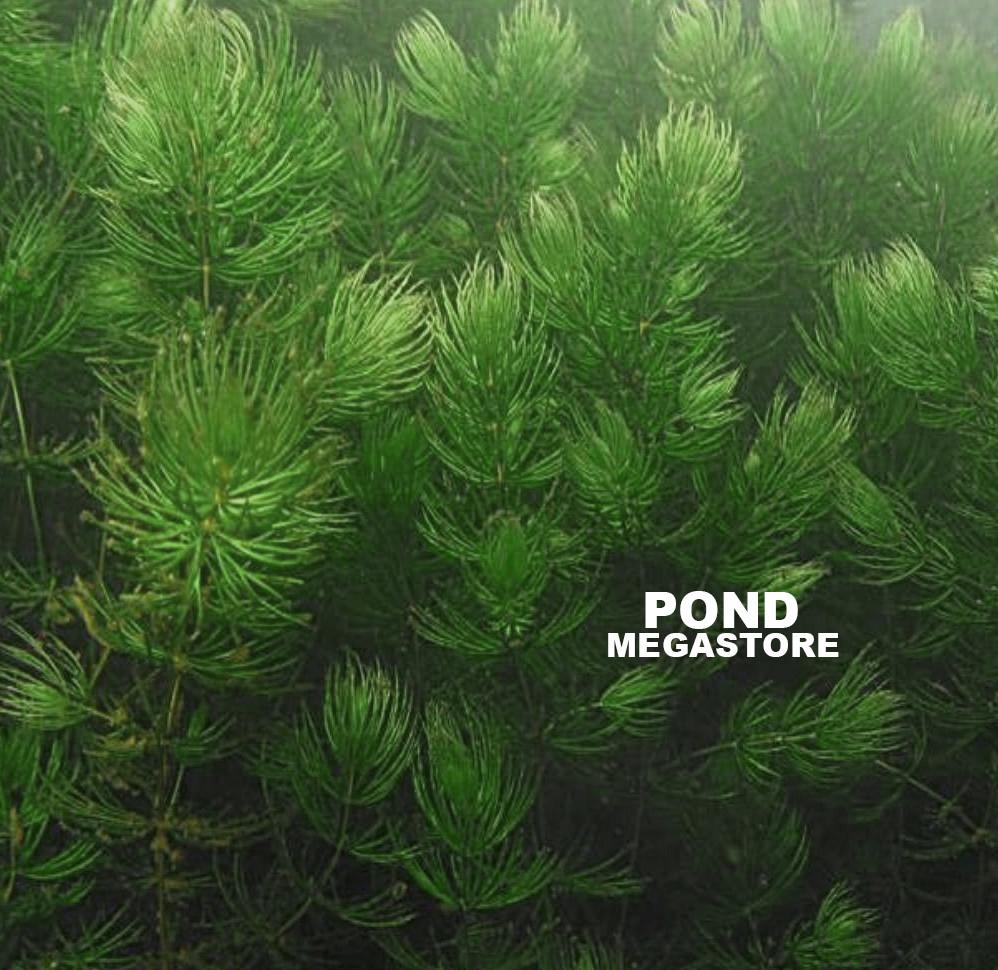 Hornwort (Ceratophyllum Demersum), <br> Best Oxygenating Pond Plant by a mile! <br> Starves algae and protects fish - pondmegastore
