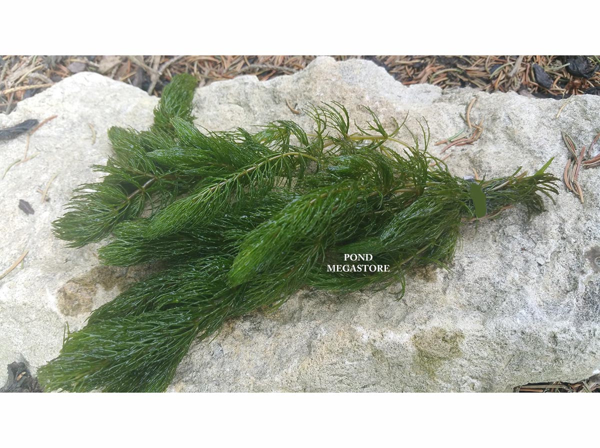 Hornwort (Ceratophyllum Demersum), <br> Best Oxygenating Pond Plant by a mile! <br> Starves algae and protects fish - pondmegastore