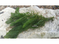 Hornwort (Ceratophyllum Demersum), <br> Best Oxygenating Pond Plant by a mile! <br> Starves algae and protects fish - pondmegastore