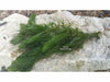 Hornwort Bunched, <br> Starves algae and protects fish<br> Ships March through June