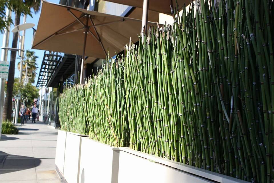 Horsetail Rush (Equisetum Hymale) - Customer Favorite! - pondmegastore