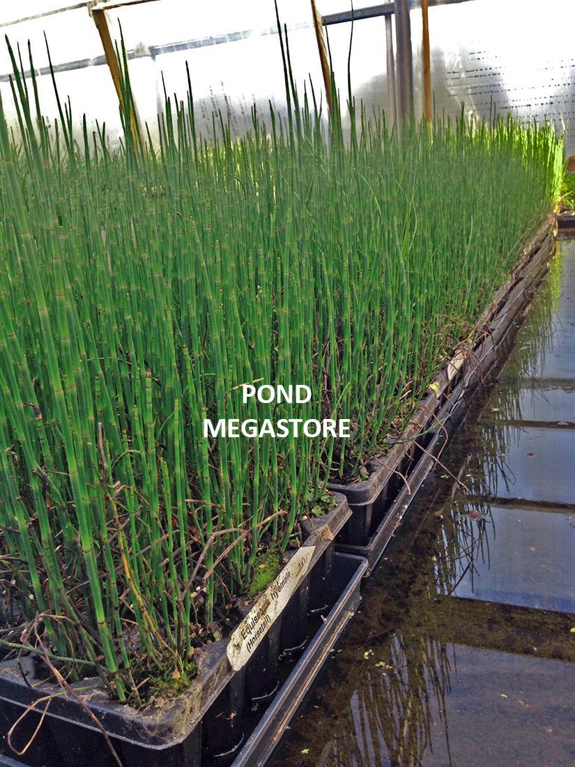 grow horsetail plant in pots RUSH HORSETAIL Equisetum Hyemale Pond Plants for Ssale – Pond Megastore