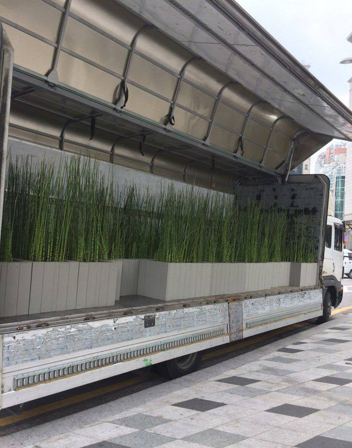 grow horsetail plant in pots RUSH HORSETAIL Equisetum Hyemale Pond Plants for Ssale – Pond Megastore