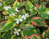 Chameleon Plants<br> (Houttuynia Cordata Variegata) <br> - pondmegastore