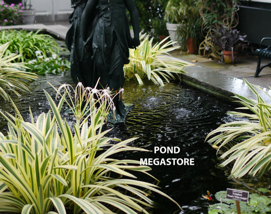 Variegated Spider Lily <br> Ships May - September - pondmegastore
