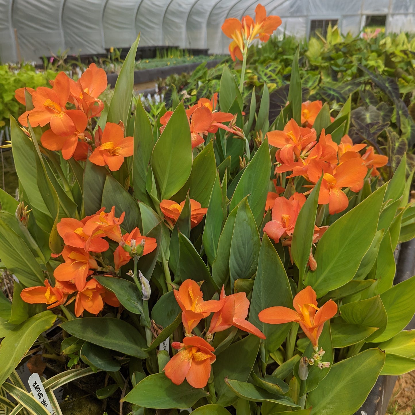 Chiquita Punch Canna <br> ❤️Heavy Bloomer! Favorite!❤️ - Pond Megastore