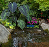 Imperial Taro/Black Beauty <br> (Colocasia Antiquorum Illustris) <br> Available now