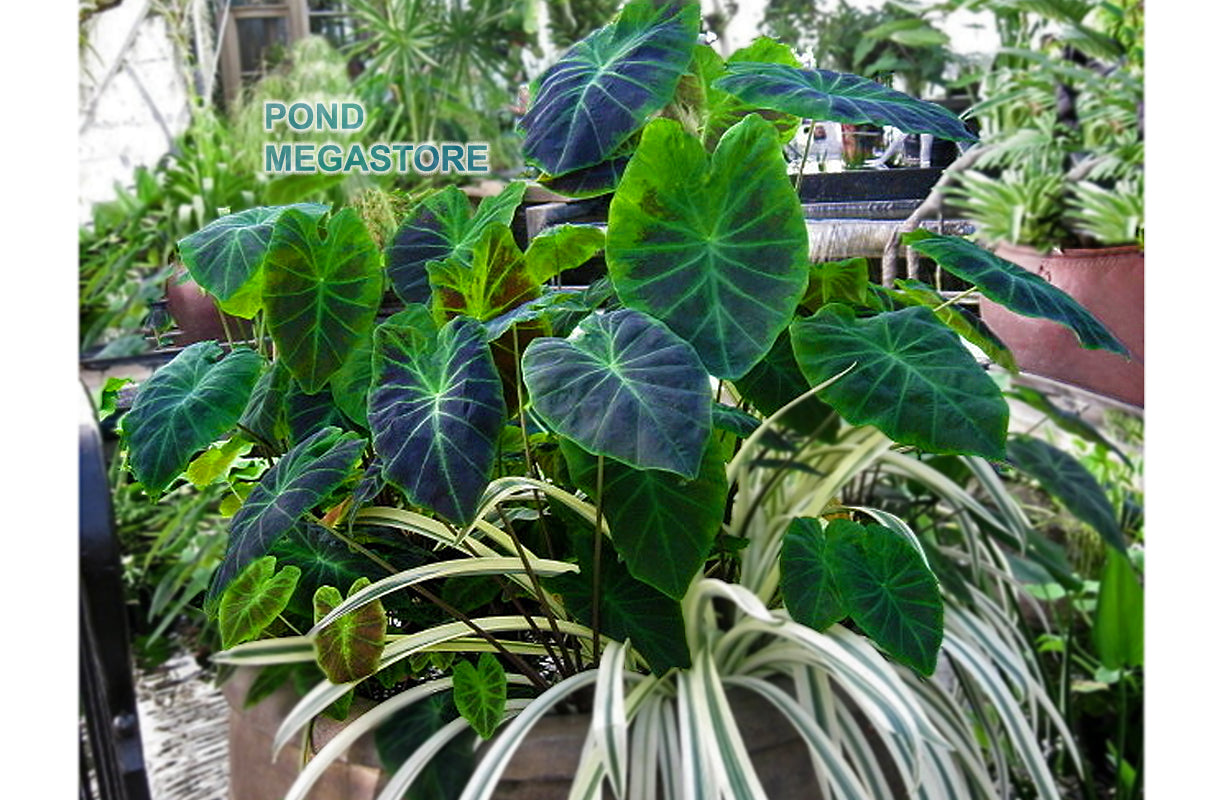 colocasia antiquorum illustris elephant ear plant Colocasia esculenta Illustris Imperial taro pond plants – Pond Megastore