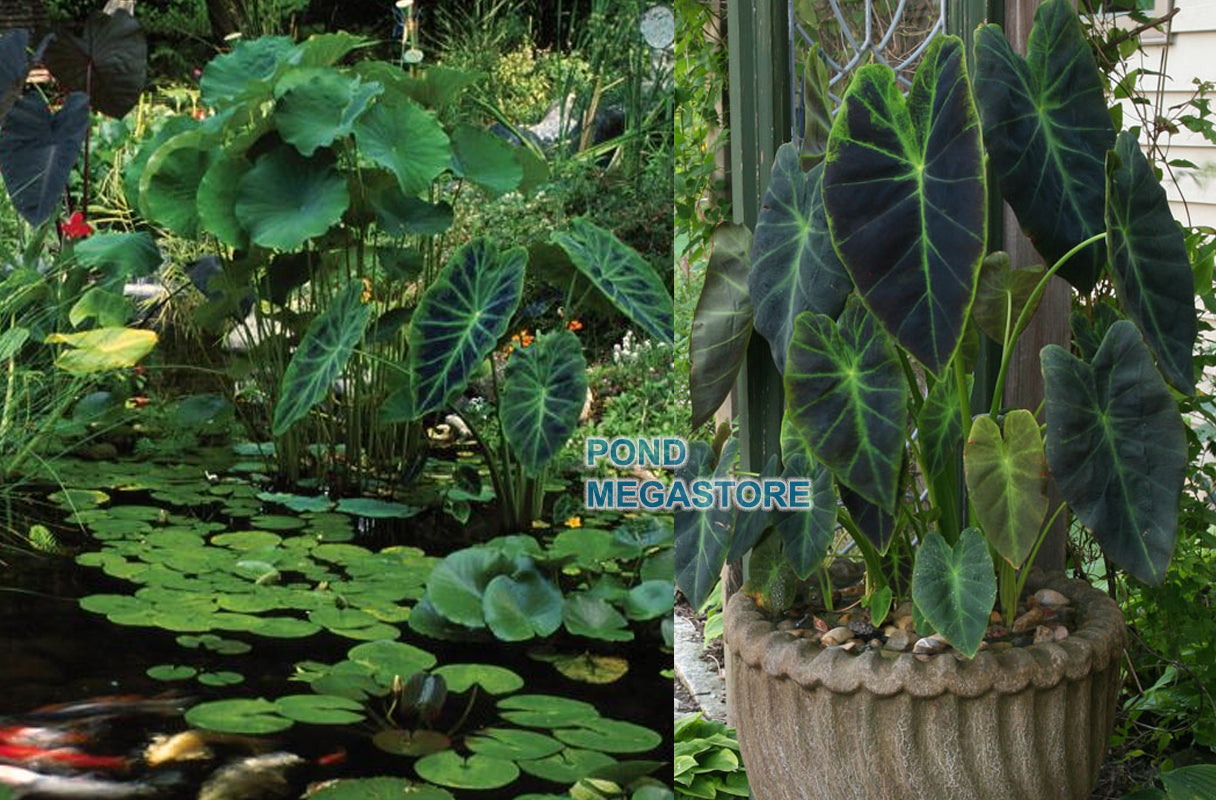 green taro elephant ears plant for ponds and garden Colocasia esculenta Illustris Imperial taro pond plants – Pond Megastore