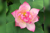 Semi-Double Flecked Peach Lotus  <br>   Unique and Unusual Blooms!