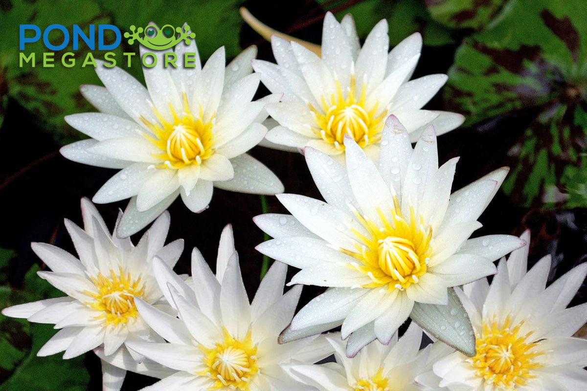 Innocence Water Lily <br> Day blooming <br> Medium-Large Water Lily <br> Ships Spring 2020 ! - pondmegastore