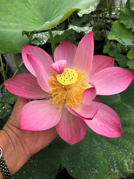 Inspiration Lotus  <br>  Tall / Remarkable Blooms!