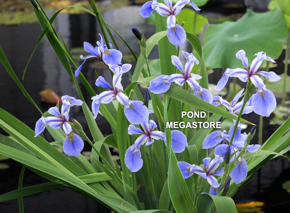 Blue Louisiana Iris, When the blue Iris starts blooming, yo…