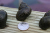 Trapdoor Pond Snails <br> (Bulk Quantity 100 or more) From the fishery