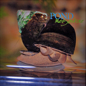 Japanese Trapdoor Pond Snails <br>Small Quantity <br> - pondmegastore