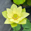 Jinling Jasper Lotus