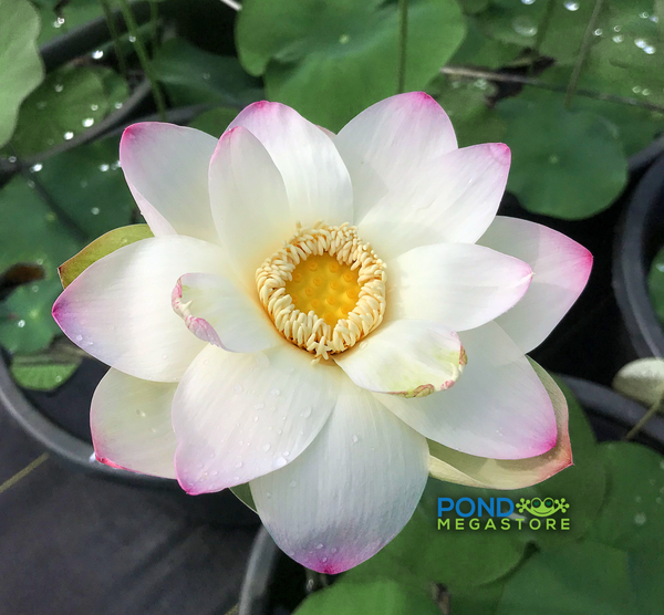 Ken's Dream Lotus  <br>Tall / A Resplendent Lotus!