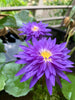 King Of Siam Waterlily <br> Medium, Day Bloomer