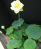 White Pear Flower Lotus <br> Bowl/Dwarf / Early bloomer!