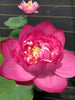Lady Bingley Lotus<br>Drenched in luxuriant color and heavy bloomer!