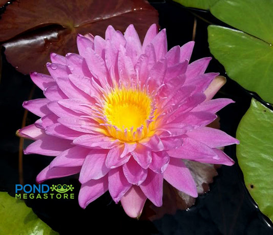 L'Amore Waterlily  <br>   (Tropical Day Blooming Waterlily) <BR> Ships Spring 2020 ! - pondmegastore