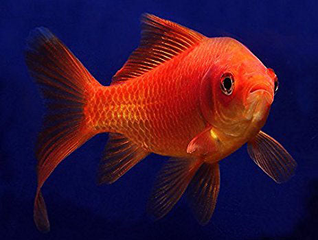 Common Goldfish (5 inch) <br> (Carassius Auratus) <br> <br>